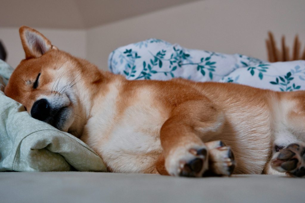 Shiba Inu Might Be ‘Dead And Sleeping’, But Not For Long, Crypto Expert Says Shiba Inu Might Be 'Dead And Sleeping', But Not For Long, Crypto Expert Says